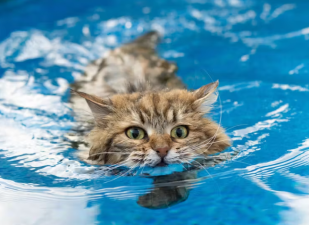Cat Breeds That Love Water